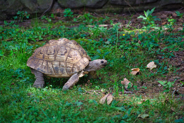 Fototapeta premium LEOPARD TORTOISE or STIGMOCHELYS PARDALIS walking in grass in the shade on a sunny day