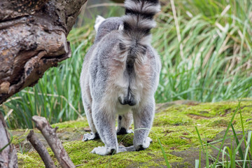 close up of a male lemur in green nature