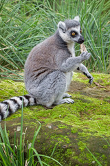 close up of a lemur in green nature
