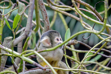 closeup of a common squirrel monkey in green bushes