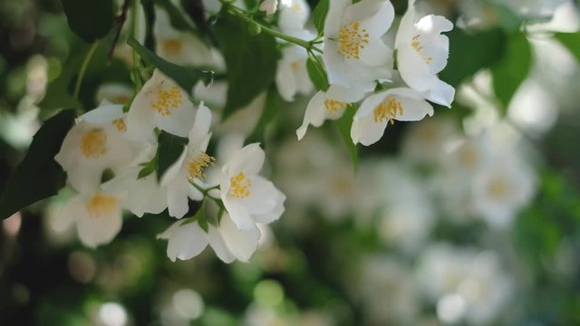 jasmine bush flowering in summer