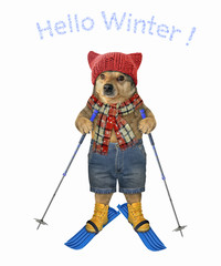 The dog in a knitted hat, a scarf and shorts with ski poles is skiing. Hello winter. White background. Isolated.