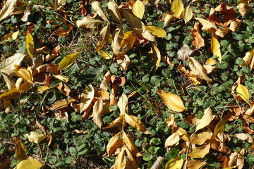Gold colored fallen leaves covering Glechoma hederacea in autumn