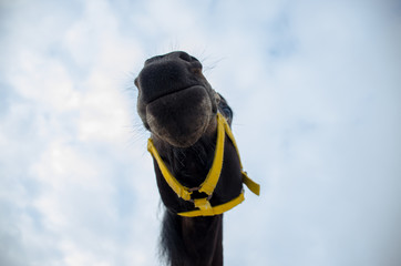 horse on winter pasture