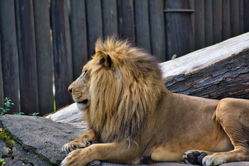 LION or PANTHERA LEO is the king. Resting on his pride rock. Beautiful example of power. Lord of the jungle. leader. isolated and profile portrait