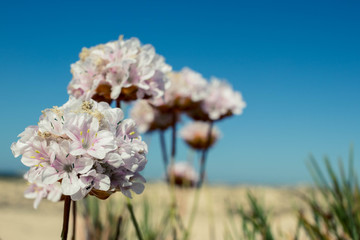 Flores en el desierto