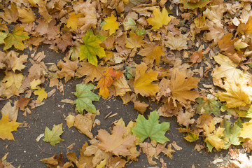 Yellow, green and brown fallen leaves of maple on asphalt