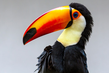 isolated portrait of a toucan bird striking a pose