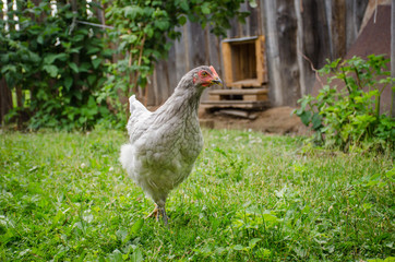 портрет курицы