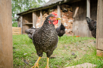 портрет курицы