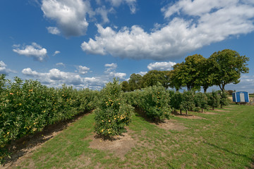 Fototapeta na wymiar Apfelplantage am Niederrhein