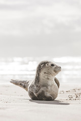 Kleine zeehond op het strand