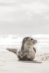 Deurstickers Lichtgrijs Kleine zeehond op het strand