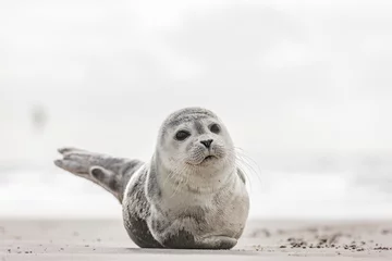 Fotobehang Kleine zeehond op het strand © by-studio