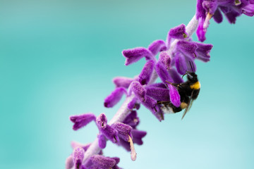 Close-up of bumblebee on lavender flowers in blossom against turquoise background. Soft focus