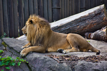 Obraz premium LION or PANTHERA LEO is the king. Resting on his pride rock. Beautiful example of power. Lord of the jungle. leader. isolated and profile portrait