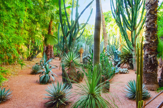 Beautiful cacti and palm trees in the garden. Morocco.