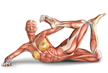 3d illustration of  female body muscles anatomy in exercising pose