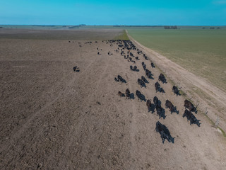 Herd of cows in the pampas field,Argentina