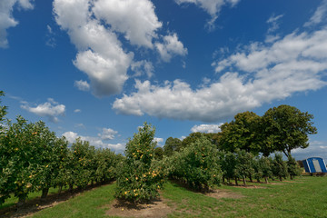 Apfelplantage am Niederrhein