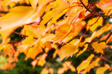 red and orange autumn leaves background