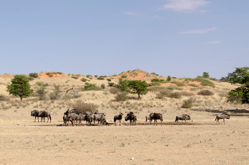 Gnou à queue noire, Connochaetes taurinus, Parc national du Kalahari, Afrique du Sud