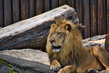 Naklejka premium LION or PANTHERA LEO is the king. Resting on his pride rock. Beautiful example of power. Lord of the jungle. leader. isolated and profile portrait