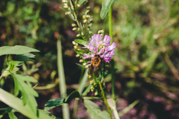 bee pollinates flower