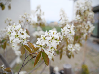 Flowers blooming from Juneberry tree