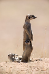 Fototapeta premium Suricate, Suricata suricatta, Parc national Kalahari, Afrique du Sud