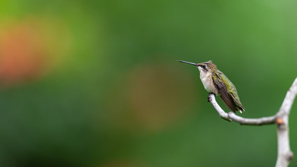 A female Ruby-throated Hummingbird perched with a insect on her head.