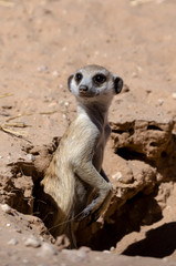 Suricate, Suricata suricatta, Parc national Kalahari, Afrique du Sud