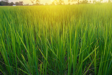 Green rice fields with light flare in the evening fields.
