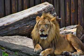 LION or PANTHERA LEO is the king. Resting on his pride rock. Beautiful example of power. Lord of the jungle. leader. isolated and profile portrait