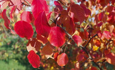 Pear leaves colored in autumn colors.Red leaves on a fruit tree.