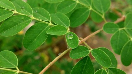 green leaves of a tree