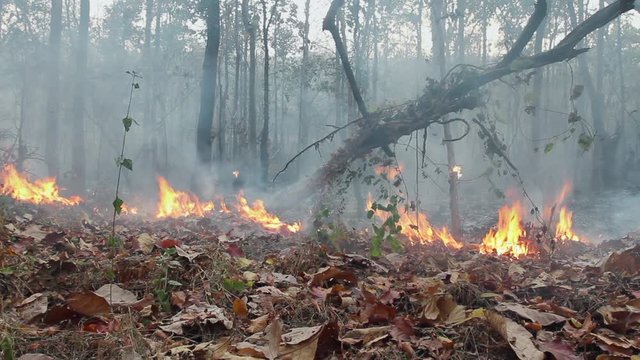 Amazon rain forest fire disaster is burning