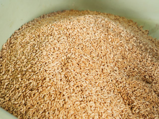 Rice planting-Seed rice before rice planting