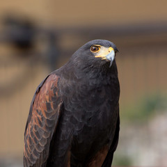 Beautiful black hawk on a perch on display at a medieval reenactment festival