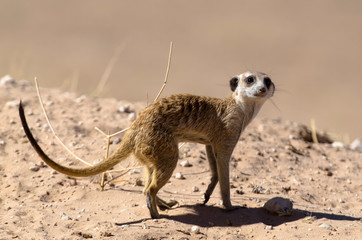 Suricate, Suricata suricatta, Parc national Kalahari, Afrique du Sud