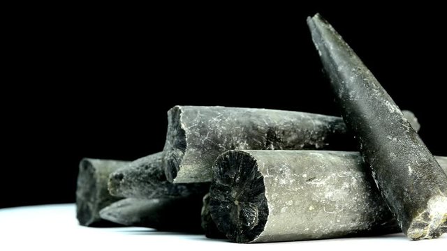 Belmemnoids calcite guards on a turn table