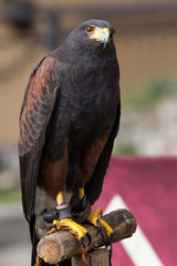 Beautiful black hawk on a perch on display at a medieval reenactment festival