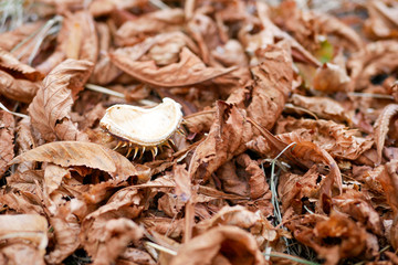 chestnut leaves on the ground