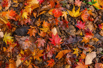 Autumn colors maple leaves, fall foliage