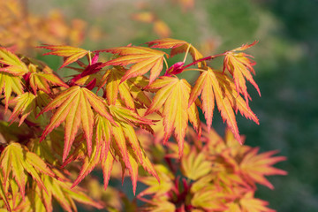 The bright yellow-red japanize maple bush