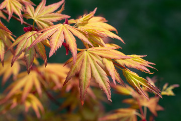 The japanize maple branch
