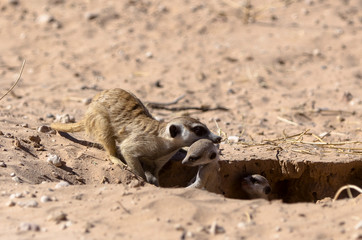 Suricate, Suricata suricatta, Parc national Kalahari, Afrique du Sud