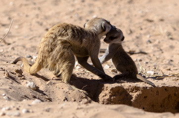 Fototapeta premium Suricate, Suricata suricatta, Parc national Kalahari, Afrique du Sud