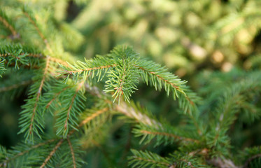 fresh green pine branches in the sunny forest