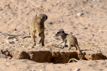 Suricate, Suricata suricatta, Parc national Kalahari, Afrique du Sud